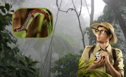 Salamandra del Pueblo Mágico de Cuetzalan, única en el mundo y en peligro de extinción