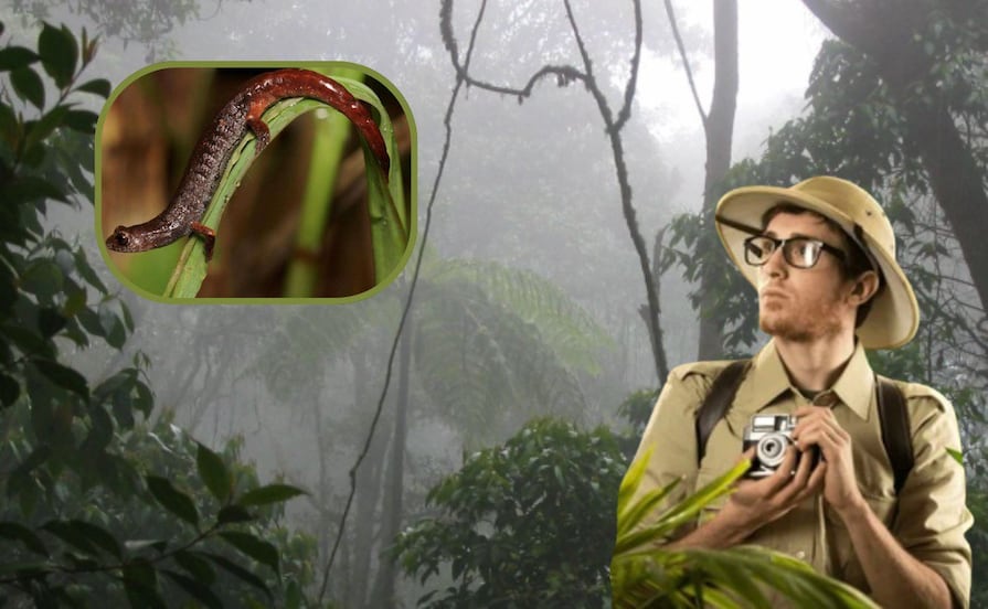 Salamandra del Pueblo Mágico de Cuetzalan, única en el mundo y en peligro de extinción