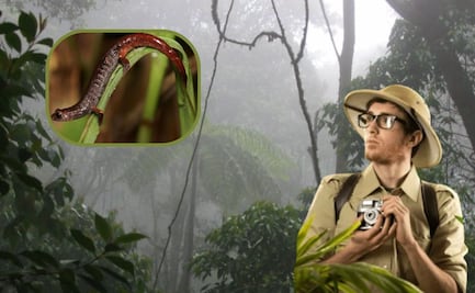 Salamandra del Pueblo Mágico de Cuetzalan, única en el mundo y en peligro de extinción