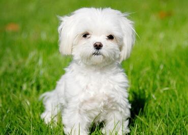 ¿Pueden los perros desarrollar enfermedades mentales? Esto es lo que dicen los científicos