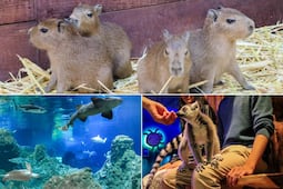 ¿Cuánto costará entrar al Acuario Michin en este megapuente de mayo 2026?