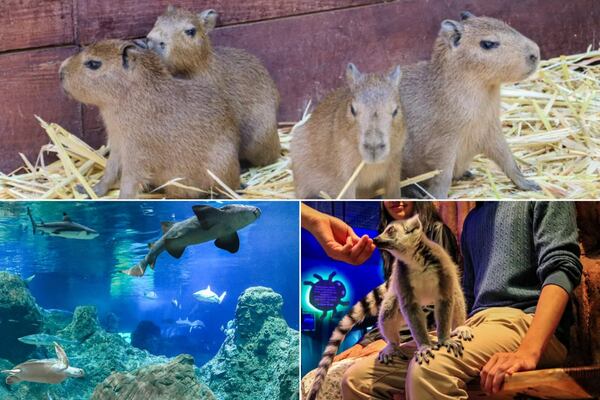 ¿Cuánto costará entrar al Acuario Michin en este megapuente de mayo 2026?