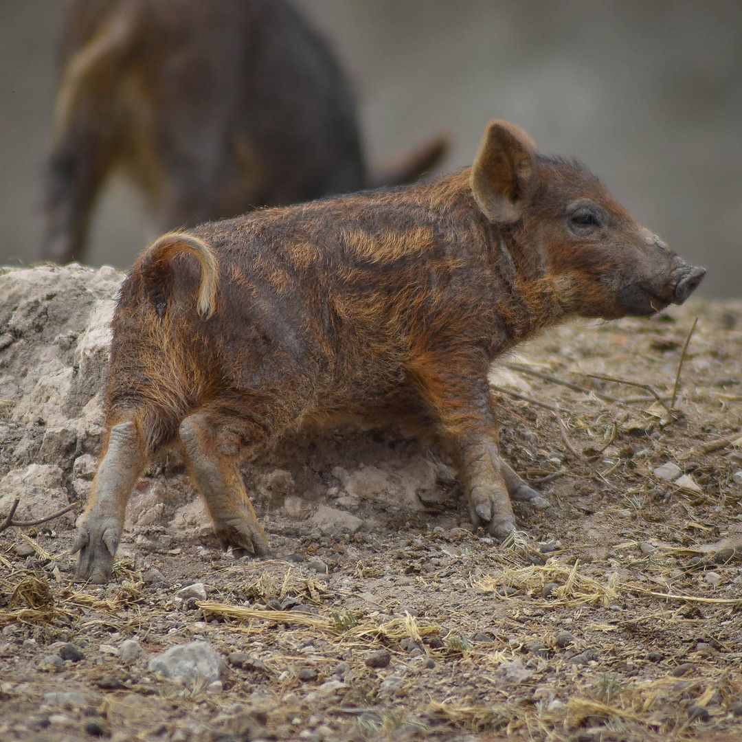 Foto: Africam Safari