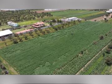 Un mundo nos vigila. Aparecen extrañas señales en cultivos aledaños al socavón de Zacatepec