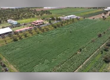 Un mundo nos vigila. Aparecen extrañas señales en cultivos aledaños al socavón de Zacatepec