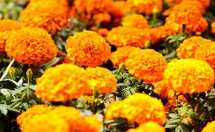 ¿Por qué se usa la flor de Cempasúchil en las ofrendas?