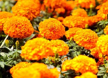 ¿Por qué se usa la flor de Cempasúchil en las ofrendas?