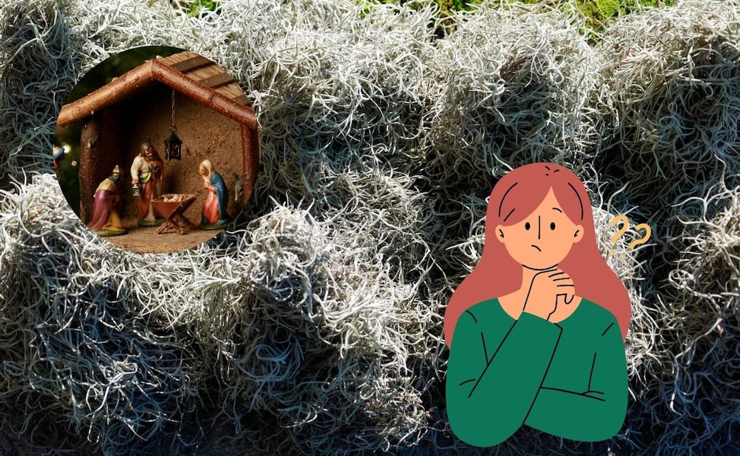 El heno y el musgo se utilizan para adornar los nacimientos navideños | Foto: EsImagen / Canva