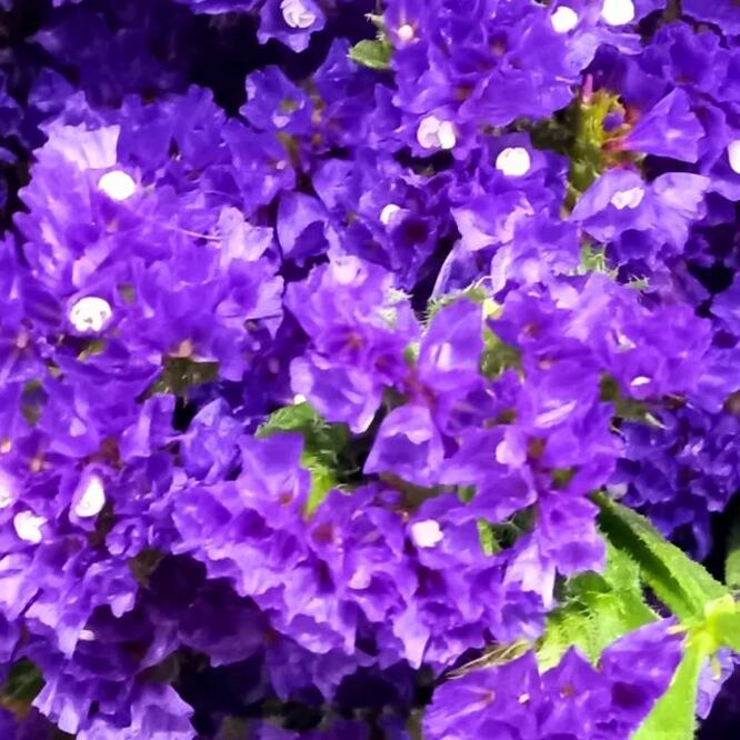 Únete a la tendencia y regala flores violetas este 9 de octubre | 
draadrianneh
