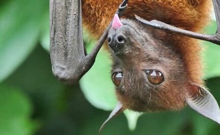 Estos son los municipios poblanos con cerco sanitario por murciélago con rabia