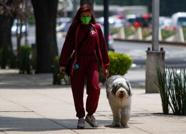 Brote de moquillo canino causa alerta en México