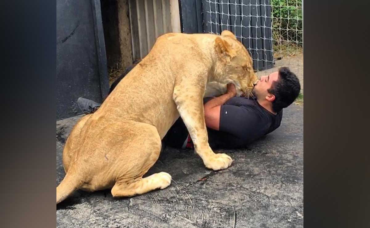 Black Jaguar-White Tiger: Hijo de Adolfo Karam tenía una leona en el "santuario"
