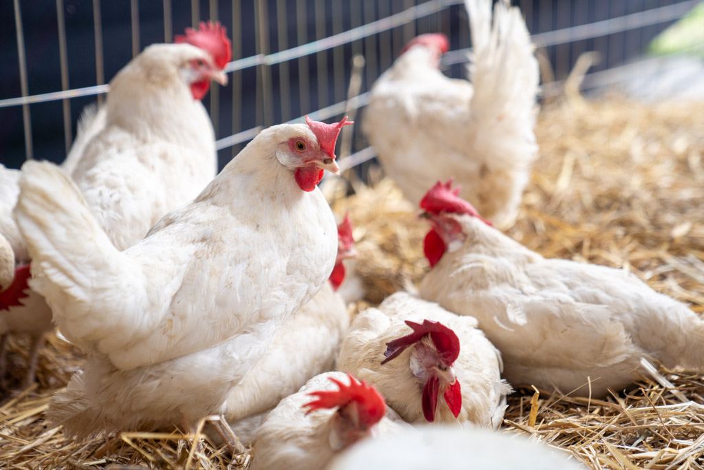 A pesar de la ausencia de lluvias en la presente temporada, la producción de huevo y pollo en Puebla es buena | Foto: Agencia Es Imagen para El Universal Puebla