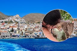 Ofrecen alojamiento gratis en Grecia a cambio de cuidar gatos: NatGeo