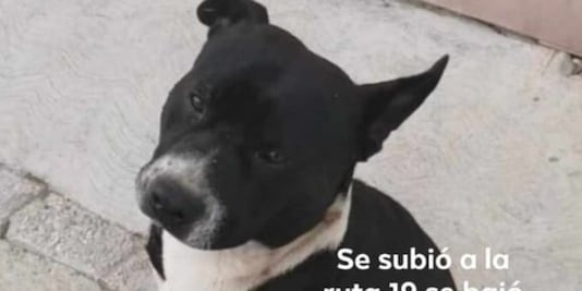 Piden ayuda para que regrese a casa perrito que se bajó en la parada equivocada