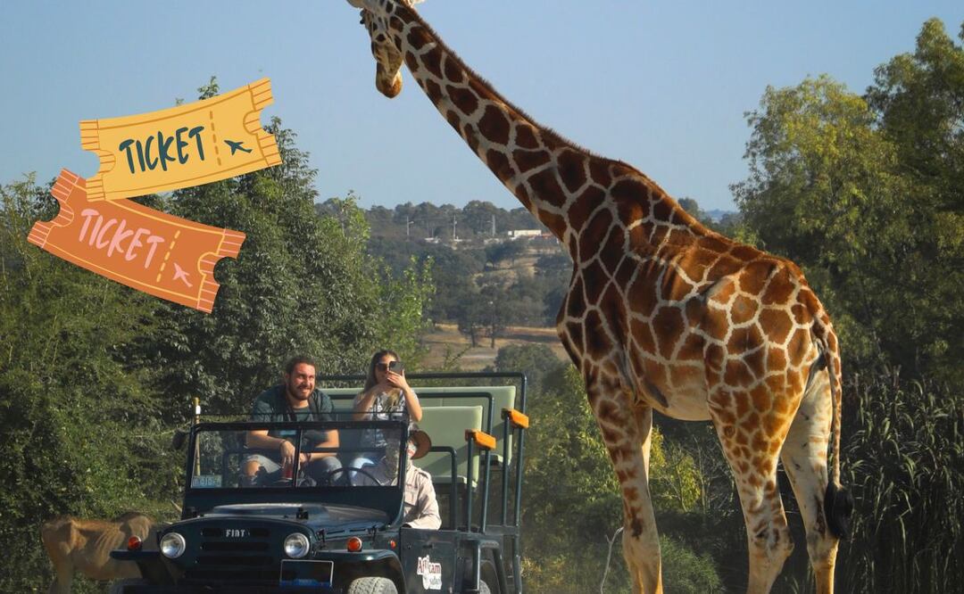 Foto: Africam Safari I Africam Safari está abierto los 365 días del año