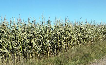 Las cabañuelas no anticipan un buen clima para el campo en 2023