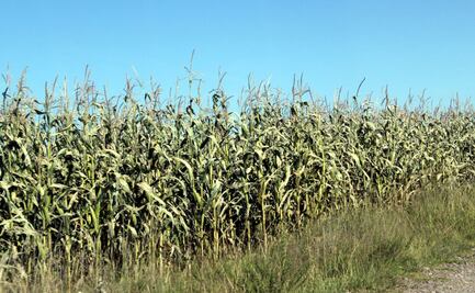 Las cabañuelas no anticipan un buen clima para el campo en 2023