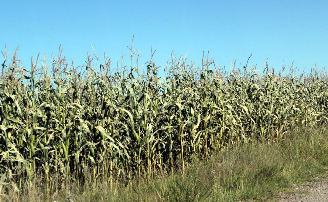 Las cabañuelas predicen el clima según las condiciones atmosféricas que se presentan en los primeros 12 días del año | FOTO: Agencia Es Imagen para El Universal Puebla
