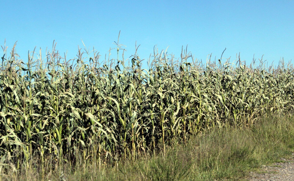 Las cabañuelas no anticipan un buen clima para el campo en 2023