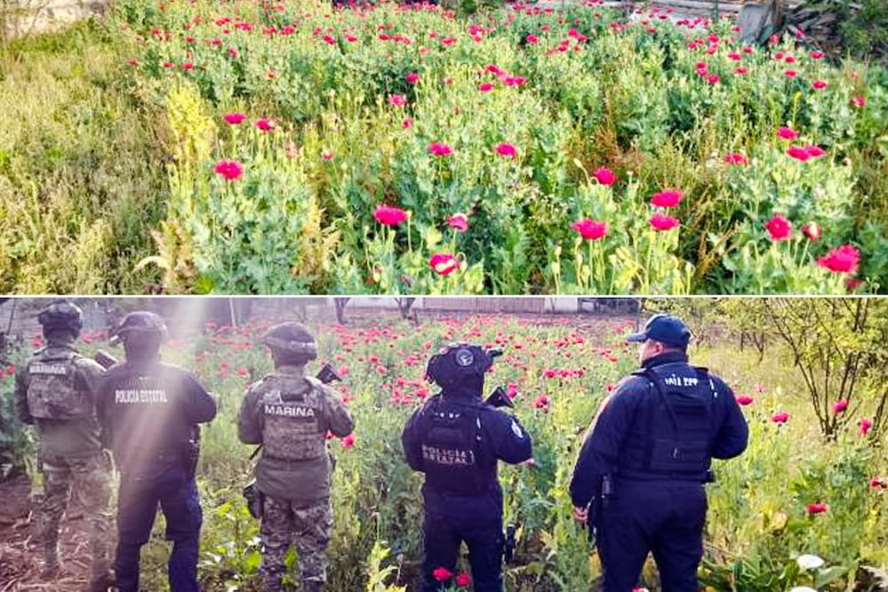 Autoridades aseguraron un plantío de amapola con cerca de 400 plantas en Atempan | Foto: Gobierno de México