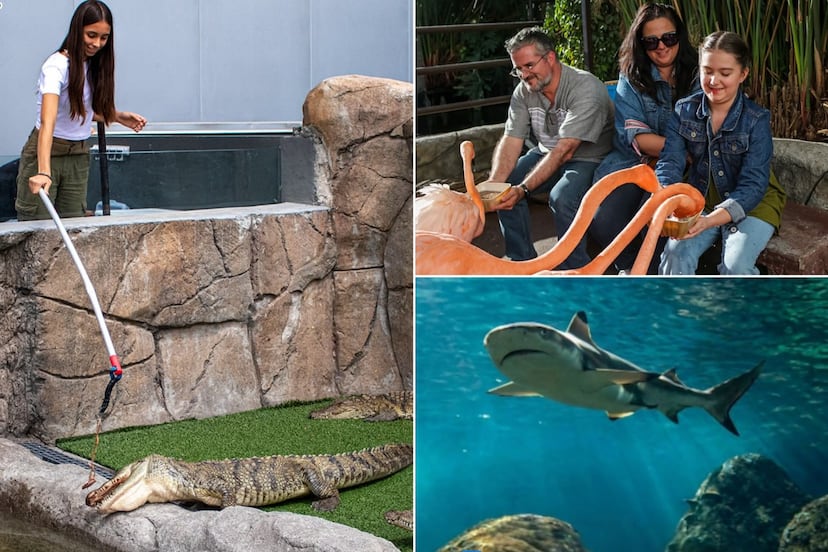 ¿Cuánto cuesta la entrada al Acuario Michin Puebla en Semana Santa 2026?