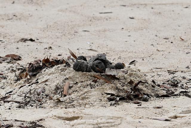Según reportes de medios internacionales como DW, dos playas muy populares en Sídney, Australia, han sido cerradas al público de manera indefinida tras el hallazgo de cientos de extrañas bolas negras en la arena. 

Foto: Producción El Universal Puebla