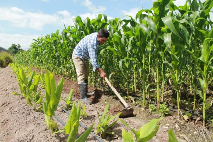 El Programa Producción para el Bienestar (PpB) ofrece un apoyo económico directo a productores de pequeña o mediana escala, con un enfoque preferente en granos como maíz, frijol, trigo panificable y arroz. 

Foto: Producción El Universal Puebla