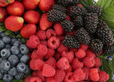 Las frambuesas que se cultivan en Puebla ayudan en la prevención del cáncer