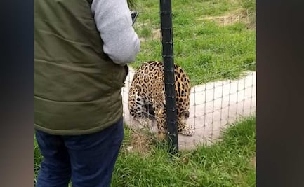 Africam Safari ofrece apoyo para rescate de felinos de Black Jaguar-White Tiger