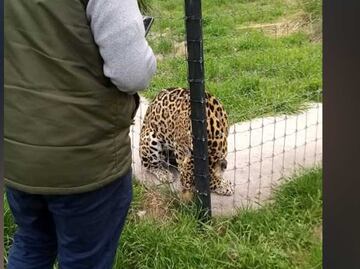 Africam Safari ofrece apoyo para rescate de felinos de Black Jaguar-White Tiger