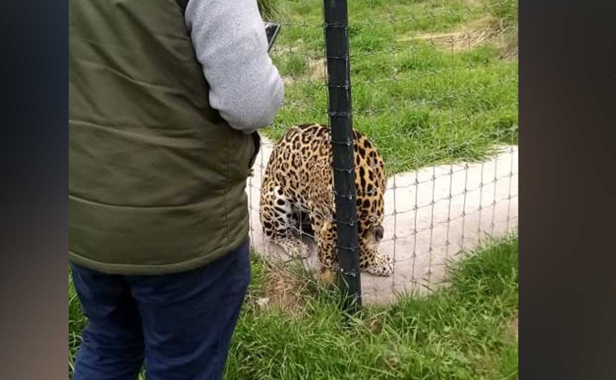 Africam Safari ofrece apoyo para rescate de felinos de Black Jaguar-White Tiger