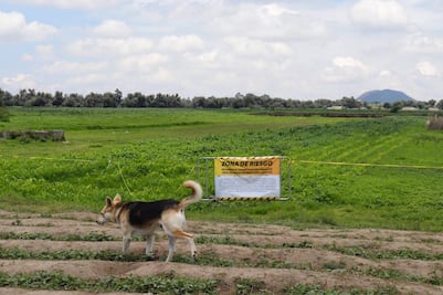 PERRITOS EN EL SOCAVÓN