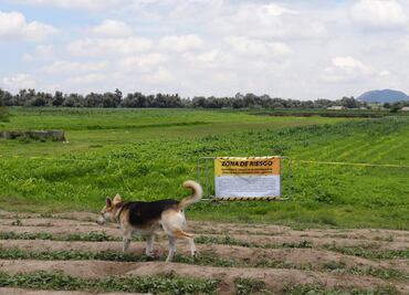 PERRITOS EN EL SOCAVÓN