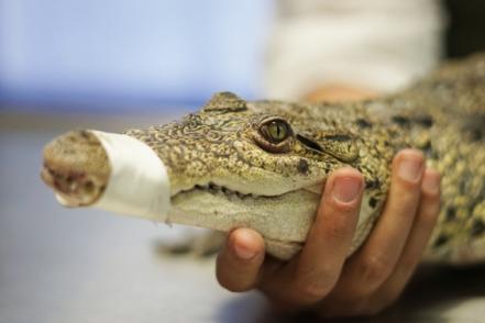 Me pareció ver a un lindo... ¿cocodrilo? Hallan reptil en patio de vivienda en Ecatepec 