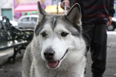 ¿Cómo registrar a tus perros y gatitos en el padrón estatal de Puebla?