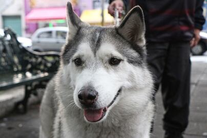 ¿Cómo registrar a tus perros y gatitos en el padrón estatal de Puebla?