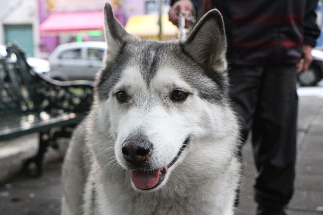 ¿Cómo registrar a tus perros y gatitos en el padrón estatal de Puebla?