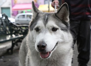 ¿Cómo registrar a tus perros y gatitos en el padrón estatal de Puebla?
