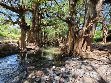 Así puedes llegar al río de Cuexpala y nadar rodeado de ahuehuetes
