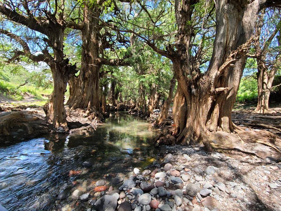 Así puedes llegar al río de Cuexpala y nadar rodeado de ahuehuetes