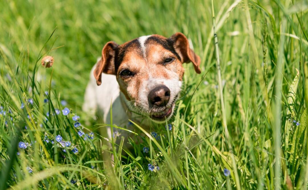 Descifrando el misterio de ¿por qué los perros comen pasto?. Fuente: Freepik.
