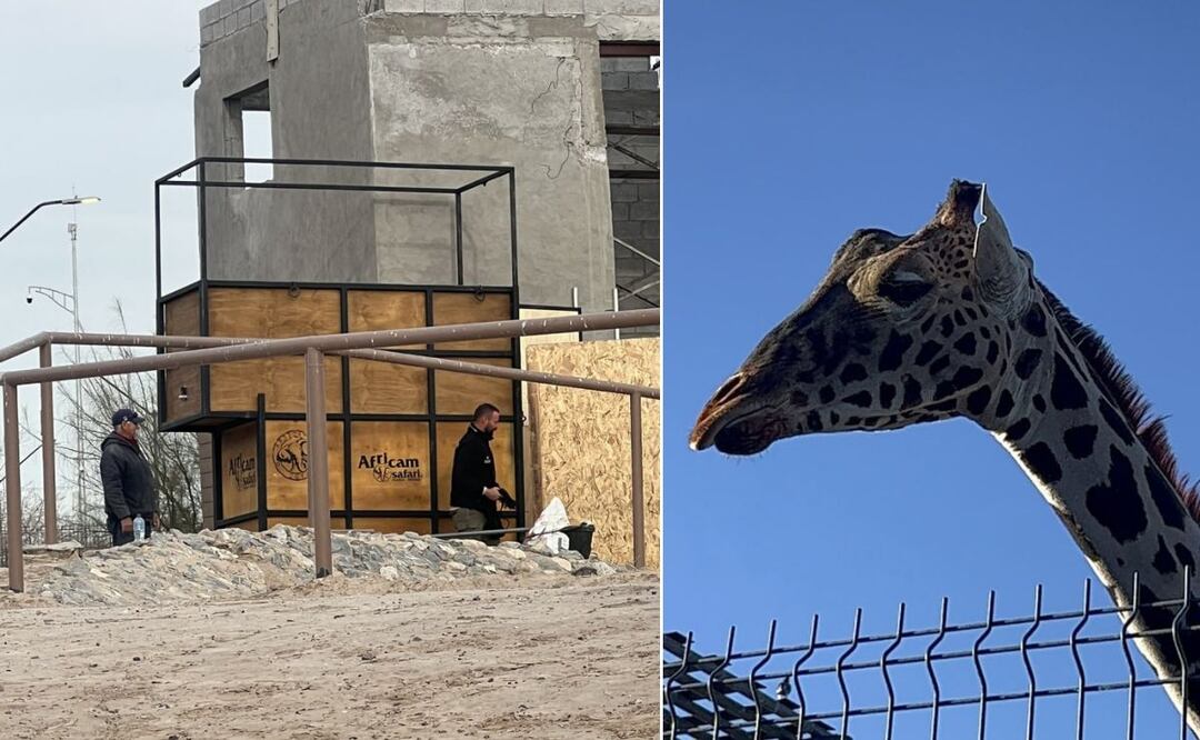 La jirafa Benito podría iniciar su viaje hacia Puebla este domingo 21 de enero | Salvemos a Benito