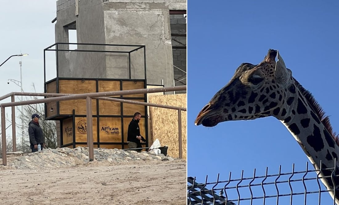 La jirafa Benito podría iniciar su viaje hacia Puebla este domingo 21 de enero | Salvemos a Benito