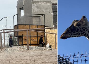 ¿La jirafa Benito será trasladada este fin de semana?, esto es lo que sabemos