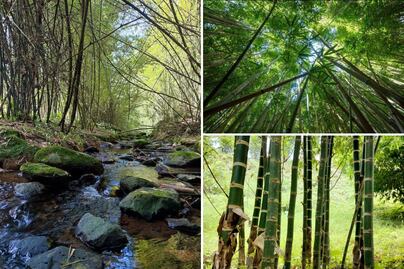 Cómo llegar y qué hacer en el pequeño Japón de Puebla