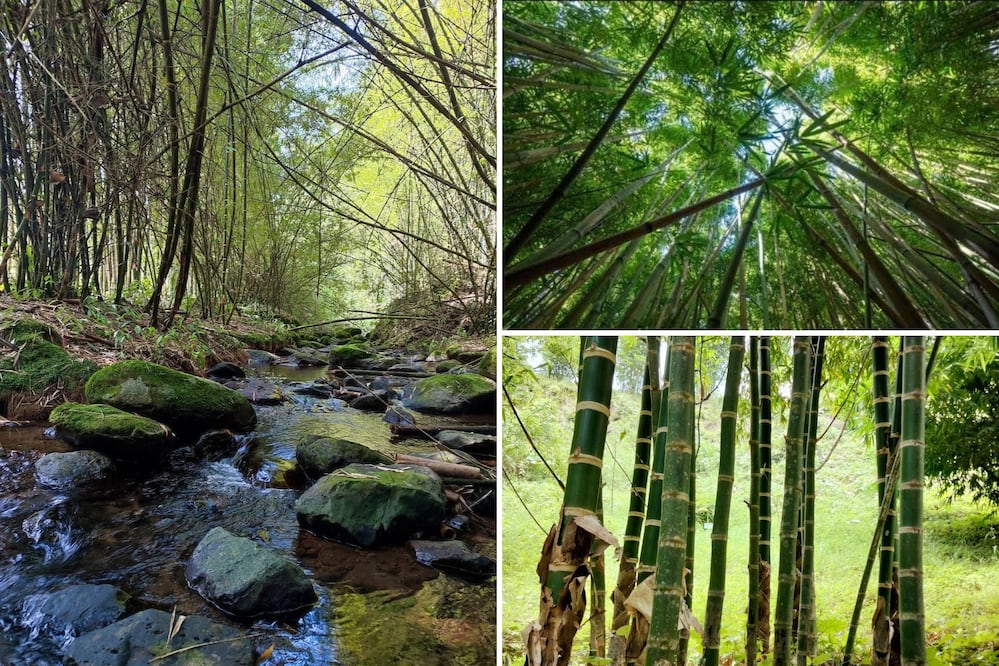 El Bambusal recuerda a los bosques de bambú en Japón | Foto: Facebook El Bambusal / Gobierno de Teziutlán