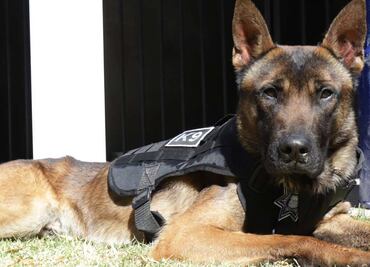 Se jubilan lomitos de la SSC tras siete años de servicio