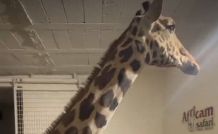 Benito conocerá este sábado a su nueva familia en Africam Safari