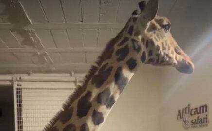 Benito conocerá este sábado a su nueva familia en Africam Safari